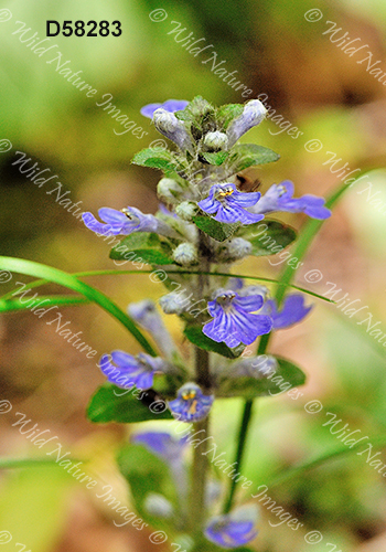 Ajuga reptans